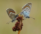 Heideblauwtje-Silver- Studded bleu