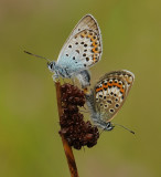 Heideblauwtje-Silver- Studded bleu