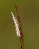 Zilverstreepgrasmot- Crambus pascuella