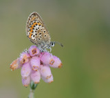 Heideblauwtje-Silver- Studded bleu