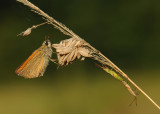 Geelsprietdikkopje-Small Skipper