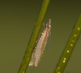 Zilverstreepgrasmot-Crambus pascuella