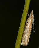 Zilverstreepgrasmot-Crambus pascuella