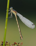 Tangpantserjuffer-Scarce Emarald Damselfly