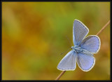 Icarusblauwtje-Common blue