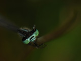 lantaarntjes-Bleu tailed  Damselfly