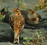 Sneeuwgors-Snow Bunting