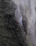 Kortsnavelboomkruiper-Central European Treecreeper