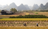 Rice Field