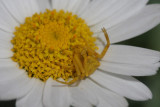 Vernderliche Krabbenspinne / crabspider