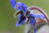 Borretsch / Borage / Bourrache