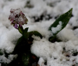 das erste Knabenkraut / the first orchid