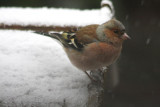 Buchfink / chaffinch