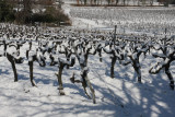 Weinfeld / vines