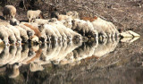 Schäfchen zählen / counting sheep