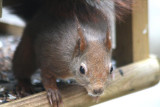 Dieb im Vogelhuschen - schuldbewusst? / thief on the bird table - caught!