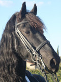 Augen, Ohren, Nase / eyes, ears, nose