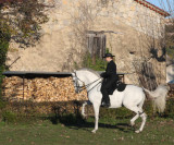 Hohe Schule / classical dressage