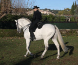 Hohe Schule / classical dressage