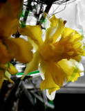 The Yellow Of Daffodils