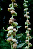 Towers Of Hollyhock Seed Pods