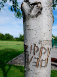Summer Tree Graffiti