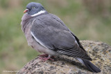 Pigeon Ramier / Common Wood Pigeon 5288
