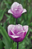 Clark Botanic Garden
