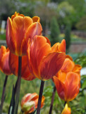 Planting Fields  Arboretum