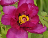 Old Westbury Gardens