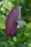 Planting Fields Arboretum