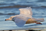 Glaucous Gull, 1st winter