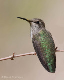 Annas (?) Hummingbird