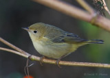 Yellow Warbler