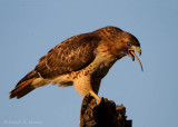 Red-tailed Hawk