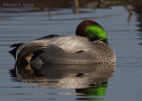 Falcated Duck