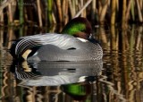 Falcated Duck