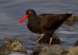 Black Oystercatcher