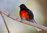 Painted Redstart