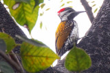 Black-rumped Flameback Woodpecker - 73 180