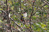 Red-whiskered Bulbuls - 73 055