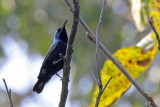 Purple Sunbird (male) - 73 022