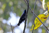 Purple Sunbird - 73 023