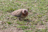 Little Brown Dove - 74 042