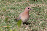 Little Brown Dove - 74 046