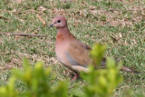 Little Brown Dove - 74 047