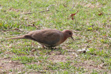 Little Brown Dove - 74 044