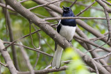 Oriental Magpie Robin - 74 270