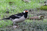 Asian Pied Starling - 74 087