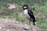 Asian Pied Starling - 74 115